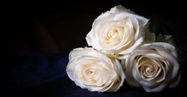 Rosas e funeral. Entenda como funciona o processo de embalsamamento.