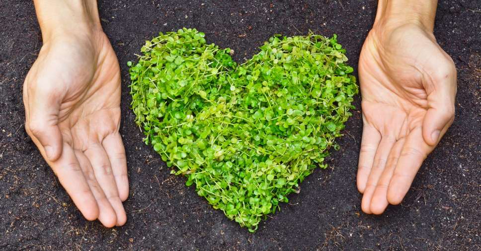 Sustentabilidade aplicada aos tipos de caixões sustentáveis e práticas funerárias verdes