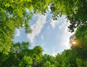 Conheça mais sobre sepultamento ecológico e cemitérios sustentáveis Vista inferior da copa de árvores que emolduram o céu, sendo um exemplo de cemitérios sustentáveis.